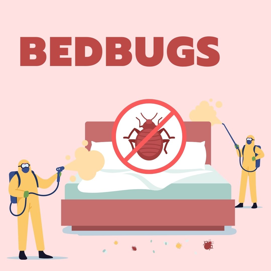 Bedbugs