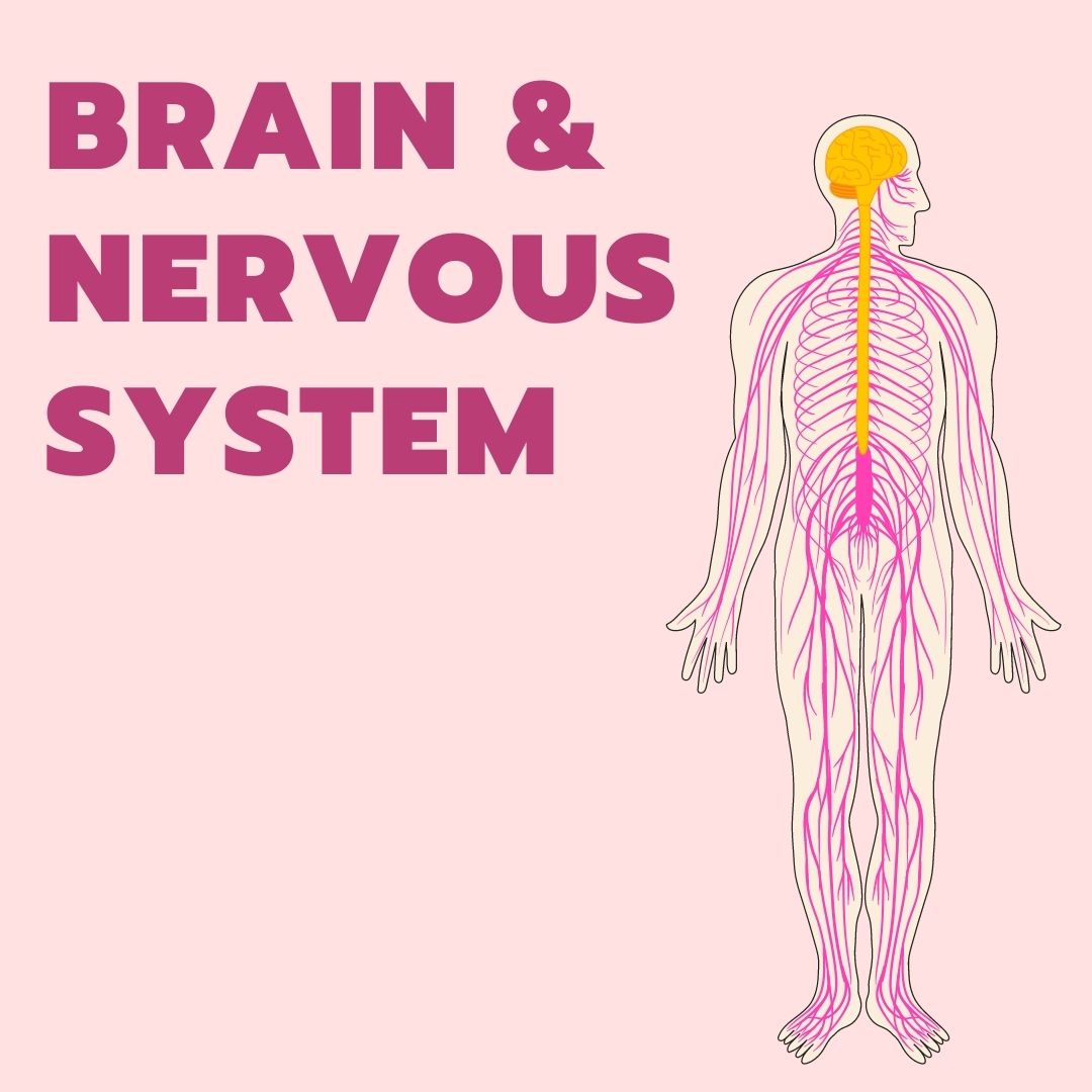 Brain & Nervous System