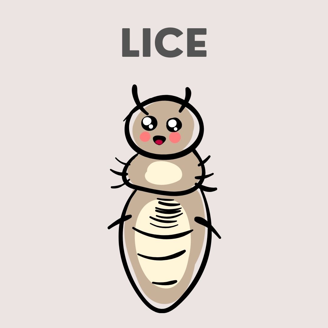 Lice