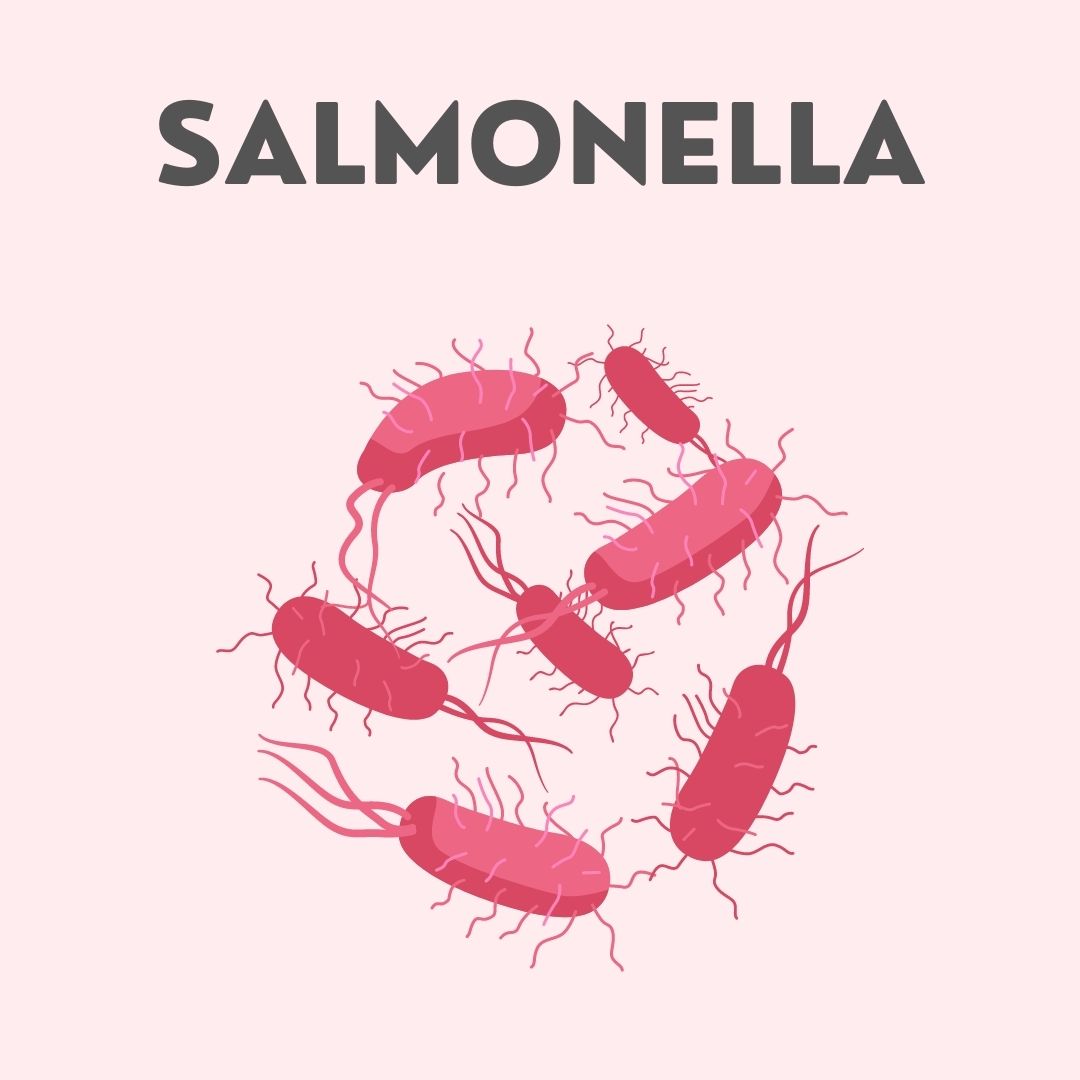 Salmonella