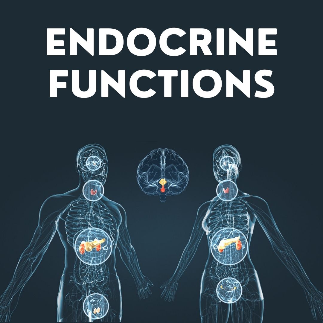 Endocrine functions