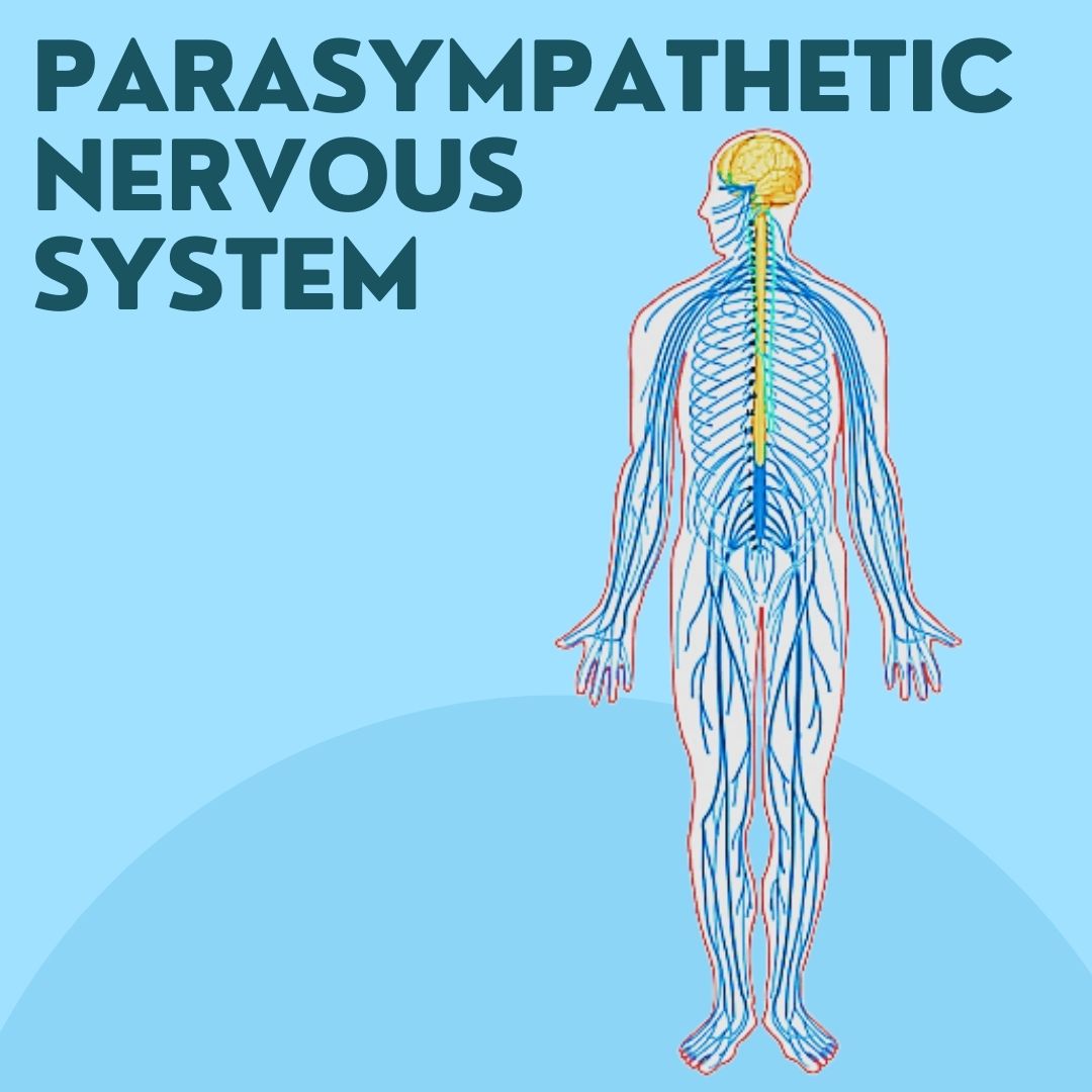 Parasympathetic Nervous System