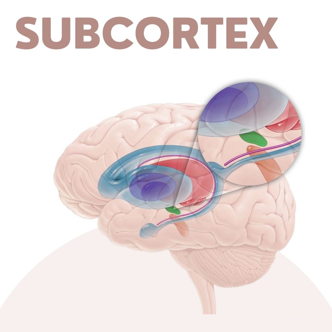 Subcortex