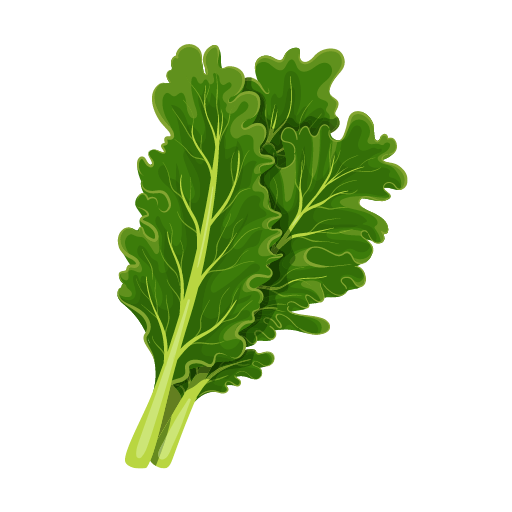 Leaf Lettuce