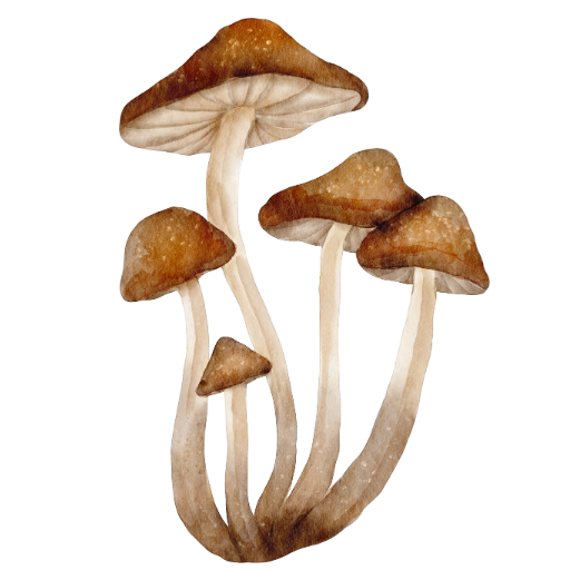 Mushroom1