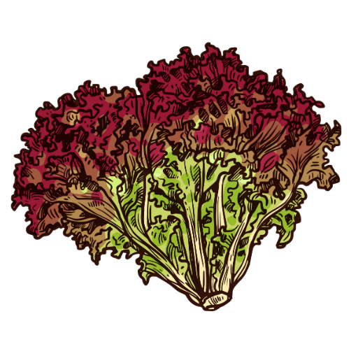 Red leaf lettuce