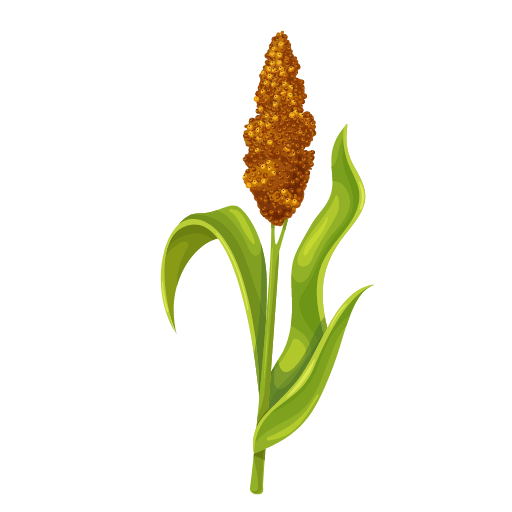 Sorghum