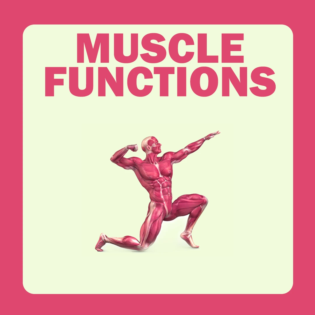 Muscle Functions